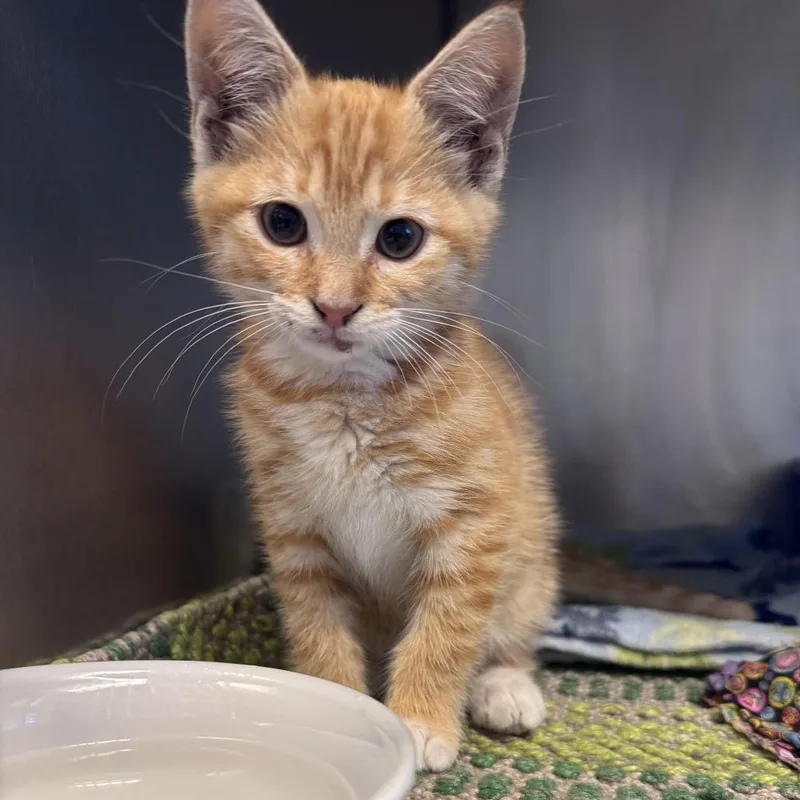 A baby small-sized male Orange / Red Domestic Short Hair cat named Pyroar for adoption in South Haven, MI