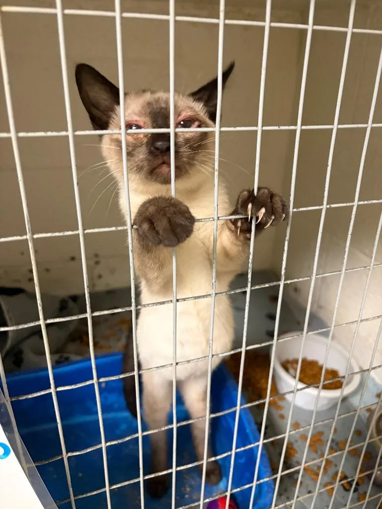 A baby small-sized female Siamese cat named Scallop for adoption in Ada, OK