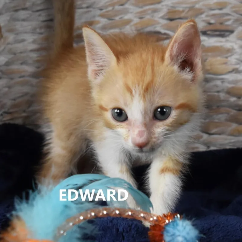 A baby small-sized male Orange / Red Domestic Short Hair cat named James for adoption in Kanab, UT