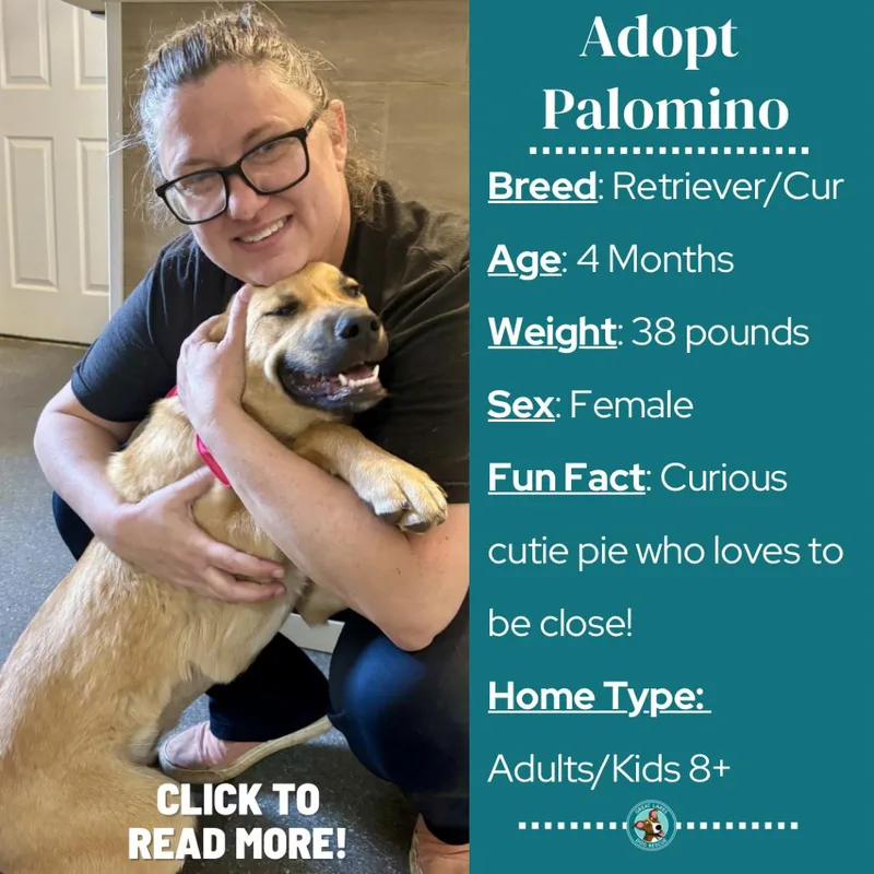 Palomino thumbnail 6