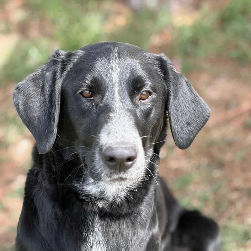 A young medium-sized female Black Labrador Retriever dog named Kara for adoption in Bastrop, TX