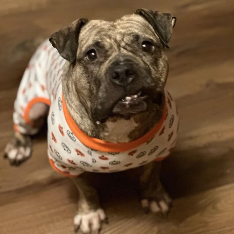 Luna Aka "lulu" thumbnail 2