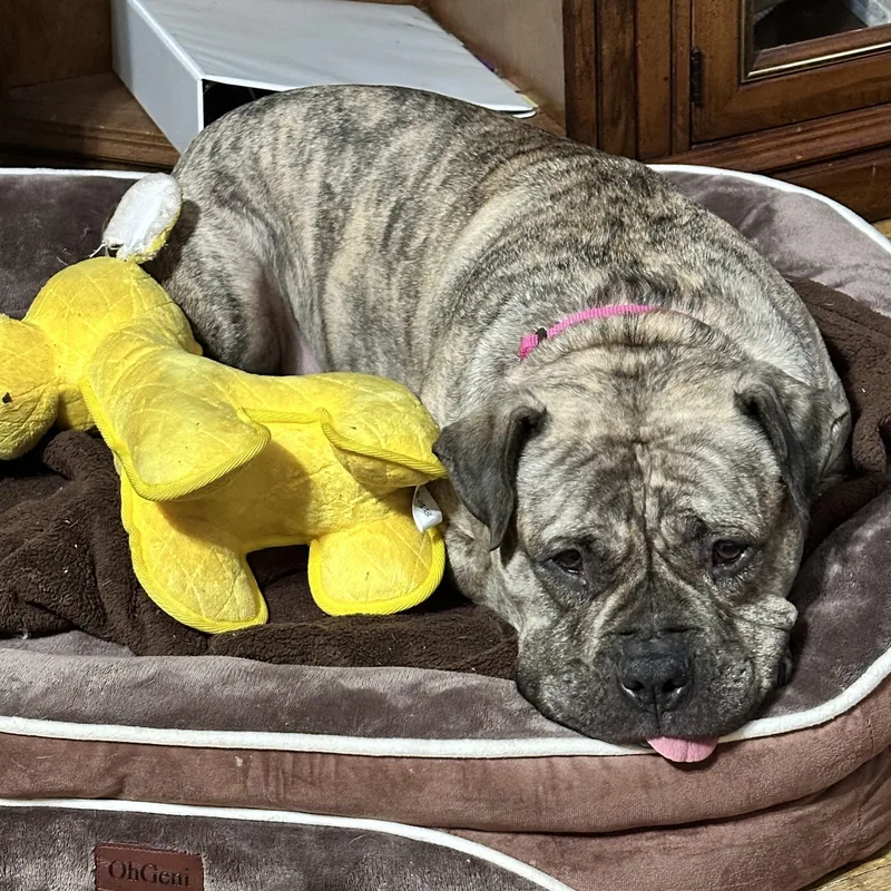 Luna Aka "lulu" thumbnail 5