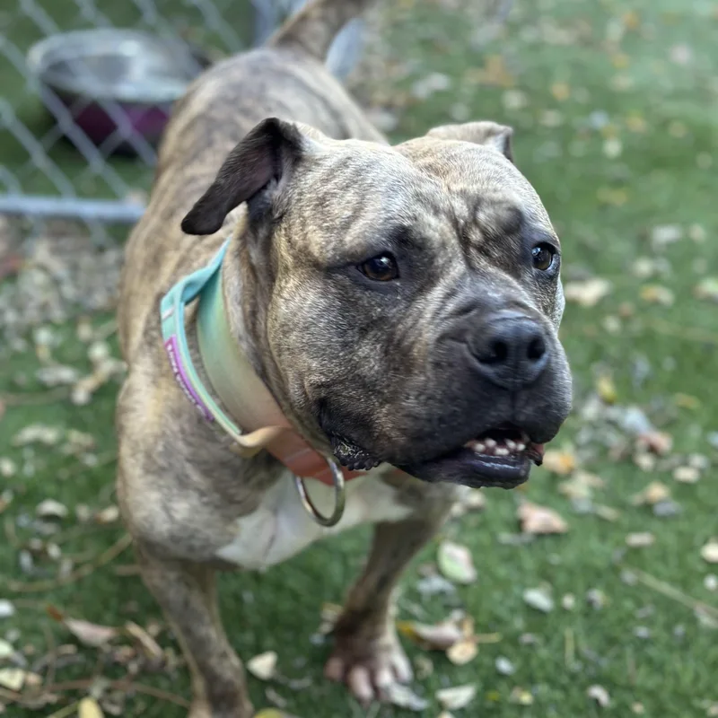 Luna Aka "lulu" thumbnail 6