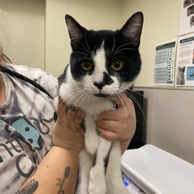 A young medium-sized male Black Domestic Short Hair cat named Cosmo for adoption in Matteson, IL