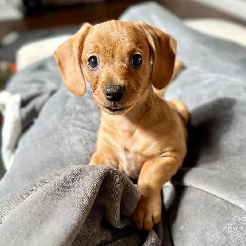 A baby small-sized female Brown / Chocolate Dachshund dog named Peach Smash C for adoption in Allen, TX