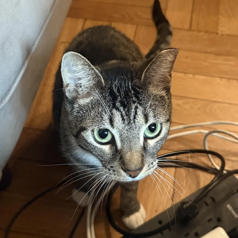 A young medium-sized female Tabby (Brown / Chocolate) Tabby cat named Maribel for adoption in New York, NY