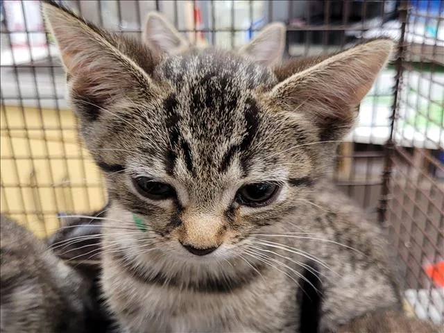 A baby small-sized male Domestic Short Hair cat named A for adoption in Los Angeles, CA