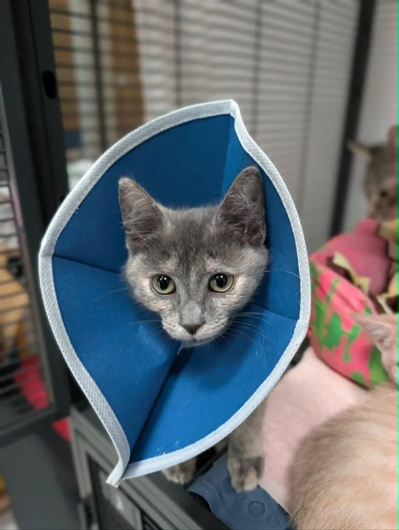 A baby medium-sized female Dilute Tortoiseshell Domestic Short Hair cat named Princess Donut for adoption in Chambersburg, PA