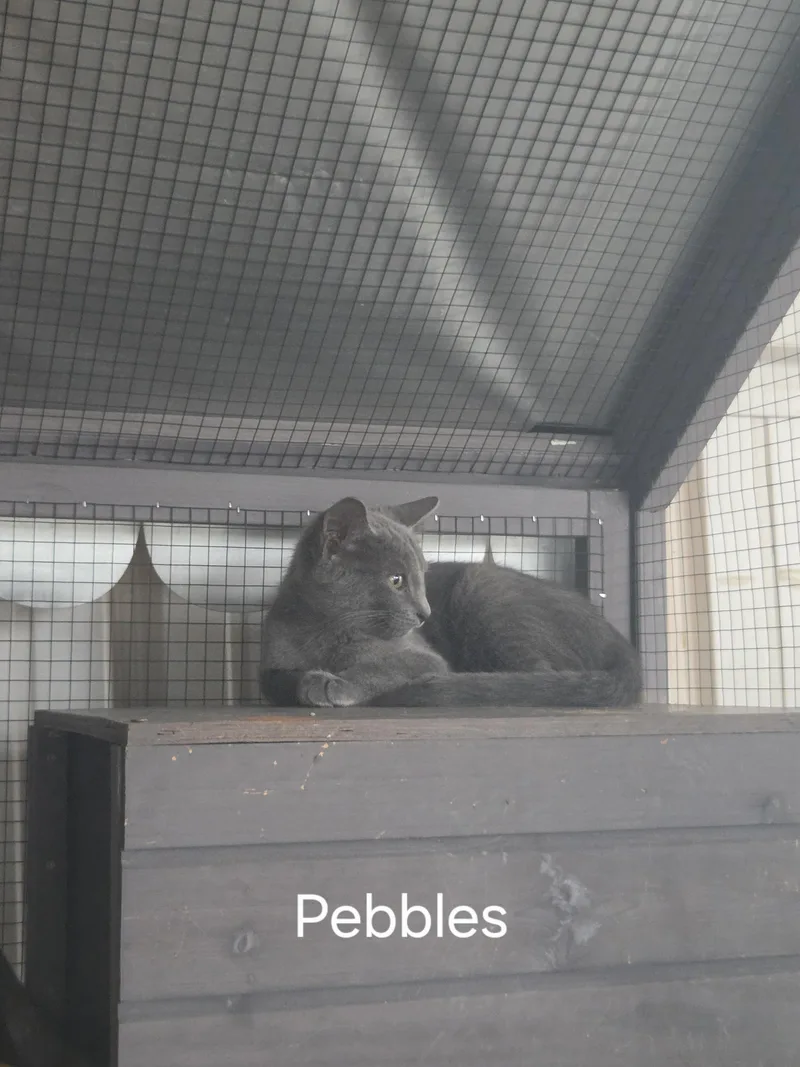 Pebbles