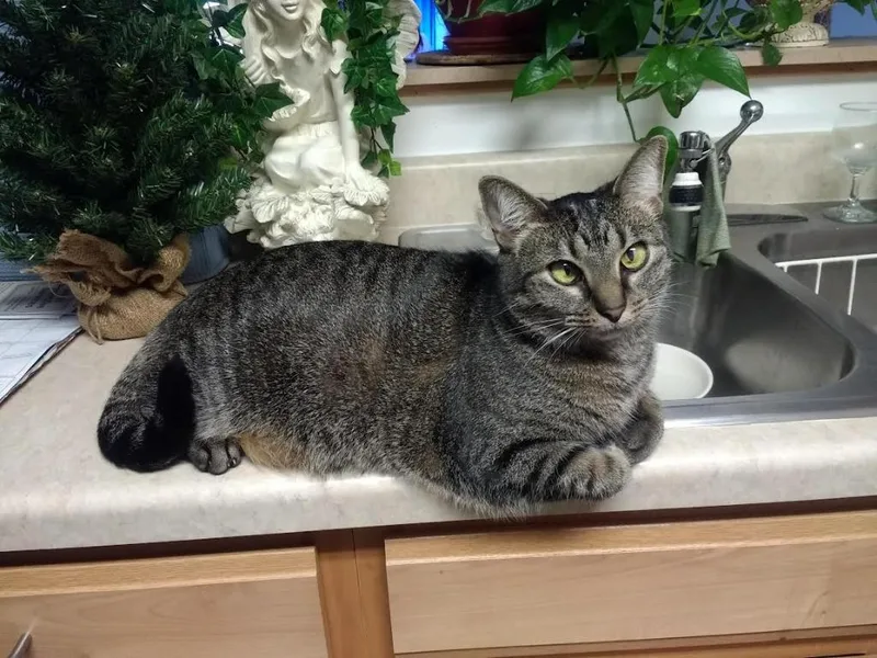An adult medium-sized female Domestic Short Hair cat named Ty Ty for adoption in Bloomington, IN