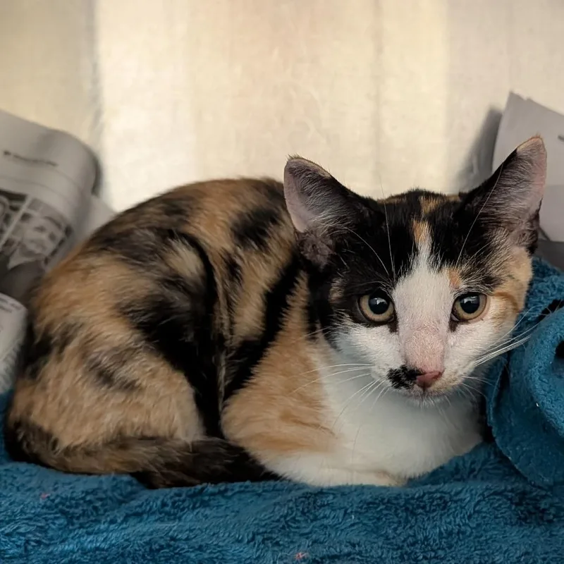 A baby small-sized female Black Domestic Short Hair cat named Mitzy for adoption in Ardmore, OK