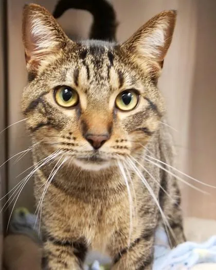 A young medium-sized male Domestic Short Hair cat named Jerry for adoption in Fishers, IN