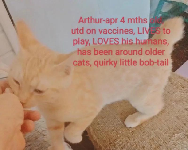 A baby medium-sized male American Bobtail cat named Arthur for adoption in Muskegon, MI