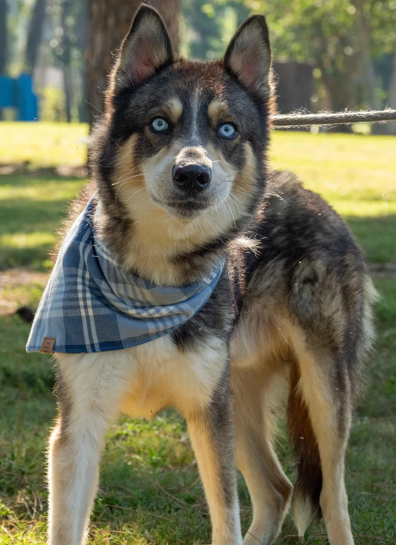 An adult medium-sized male Gray / Blue / Silver Mixed Breed dog named Kairo for adoption in Myrtle Beach, SC