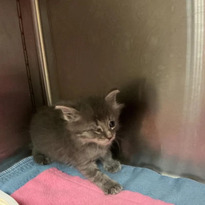 A baby small-sized female Gray / Blue / Silver Domestic Medium Hair cat named Victoria for adoption in St Joseph, MO
