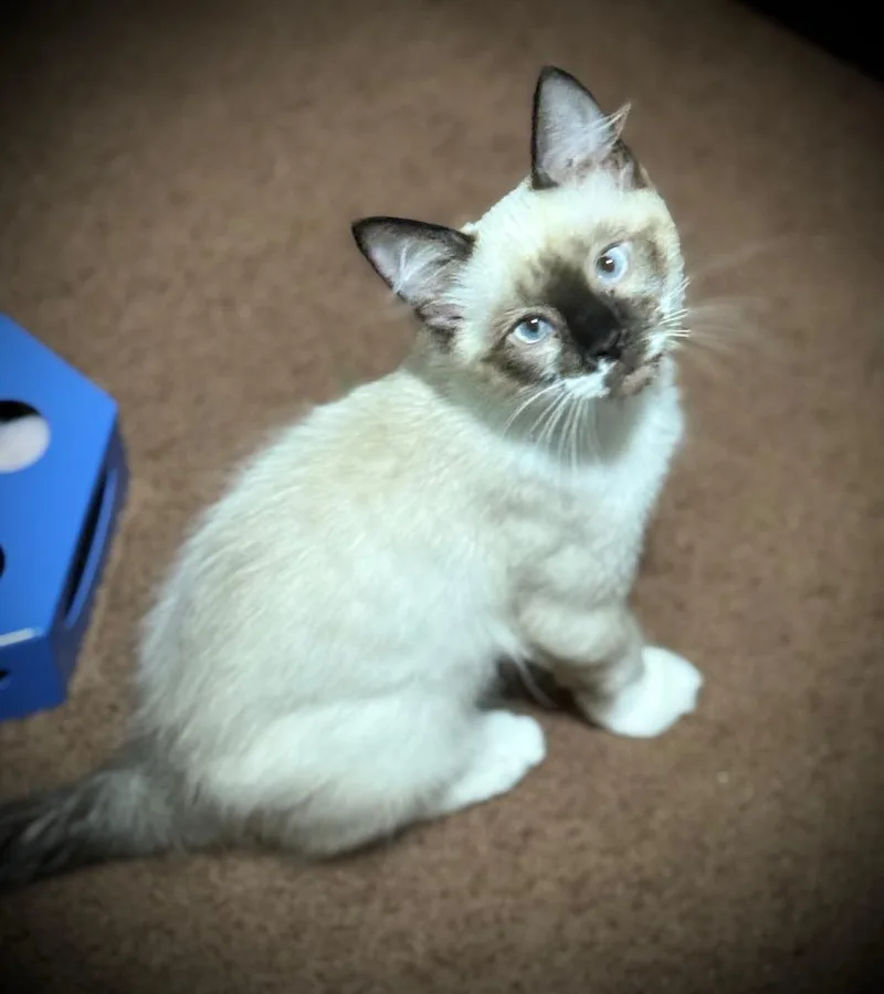 A baby small-sized male Domestic Short Hair cat named Tharion for adoption in Hampton, VA