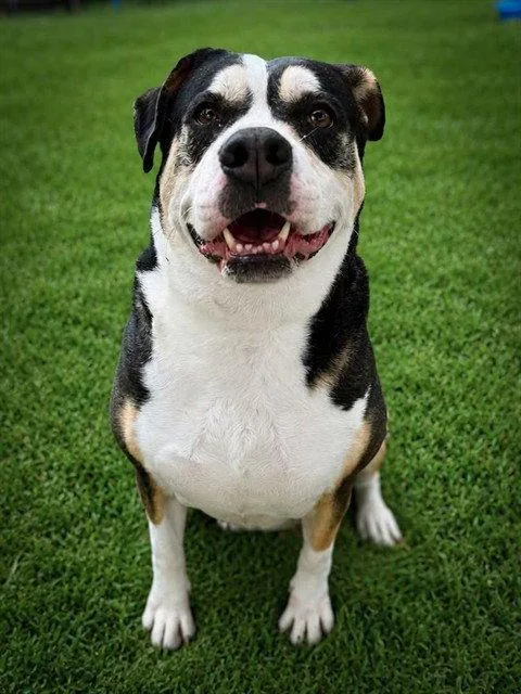 An adult large-sized female Labrador Retriever dog named Kit for adoption in Tavares, FL