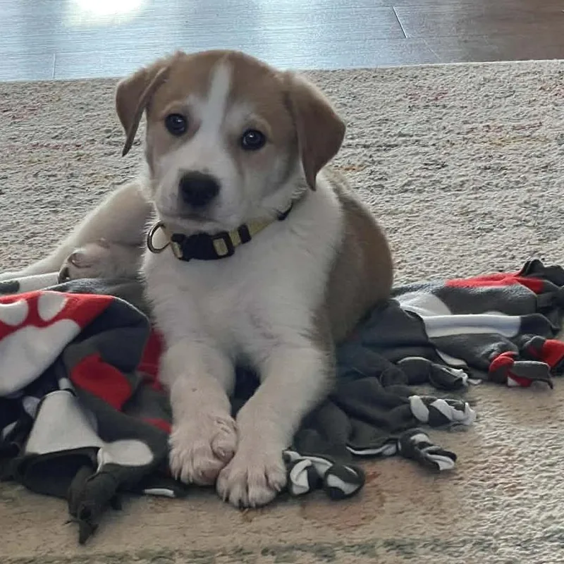 A baby medium-sized male Brown / Chocolate Mixed Breed dog named Yukon for adoption in West Olive, MI