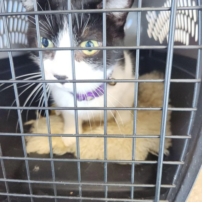 A senior medium-sized female Black Domestic Short Hair cat named Stella for adoption in Kingman, AZ