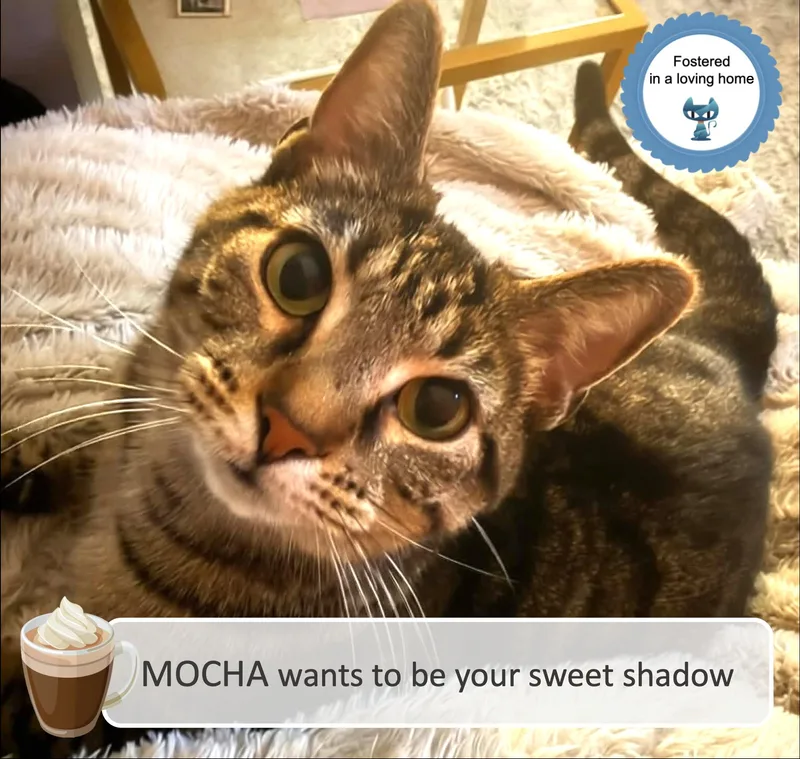 An adult large-sized female Tabby (Brown / Chocolate) Tabby cat named Mocha for adoption in Cincinnati, OH