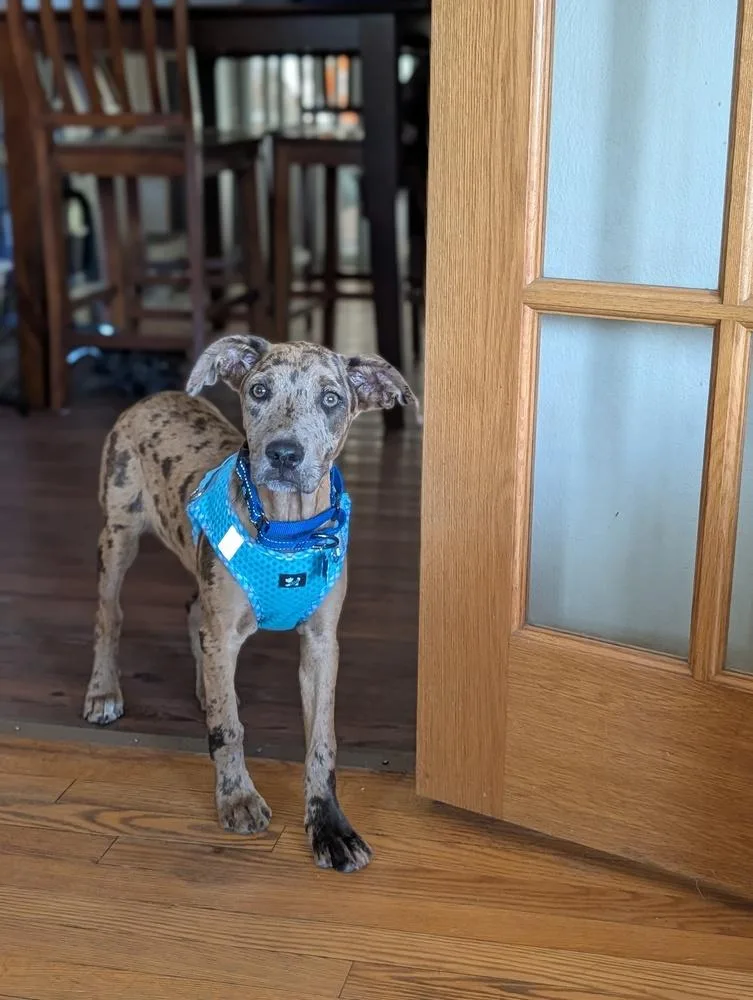 A baby large-sized female Merle (Blue) Catahoula Leopard Dog dog named Joncy for adoption in Waunakee, WI