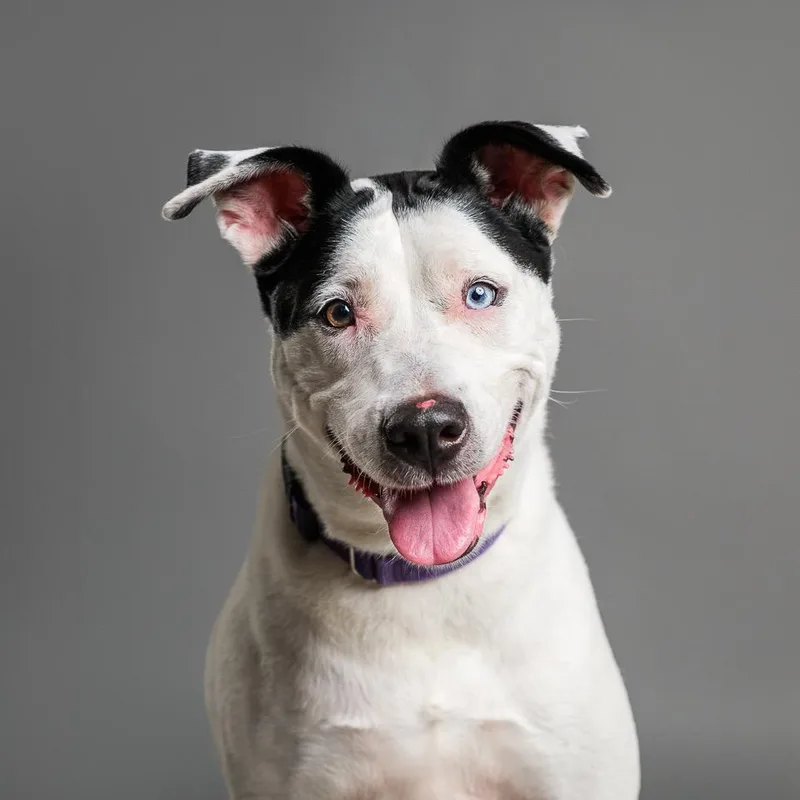 An adult large-sized female White / Cream Bull Terrier dog named Penny for adoption in Palm Springs, CA