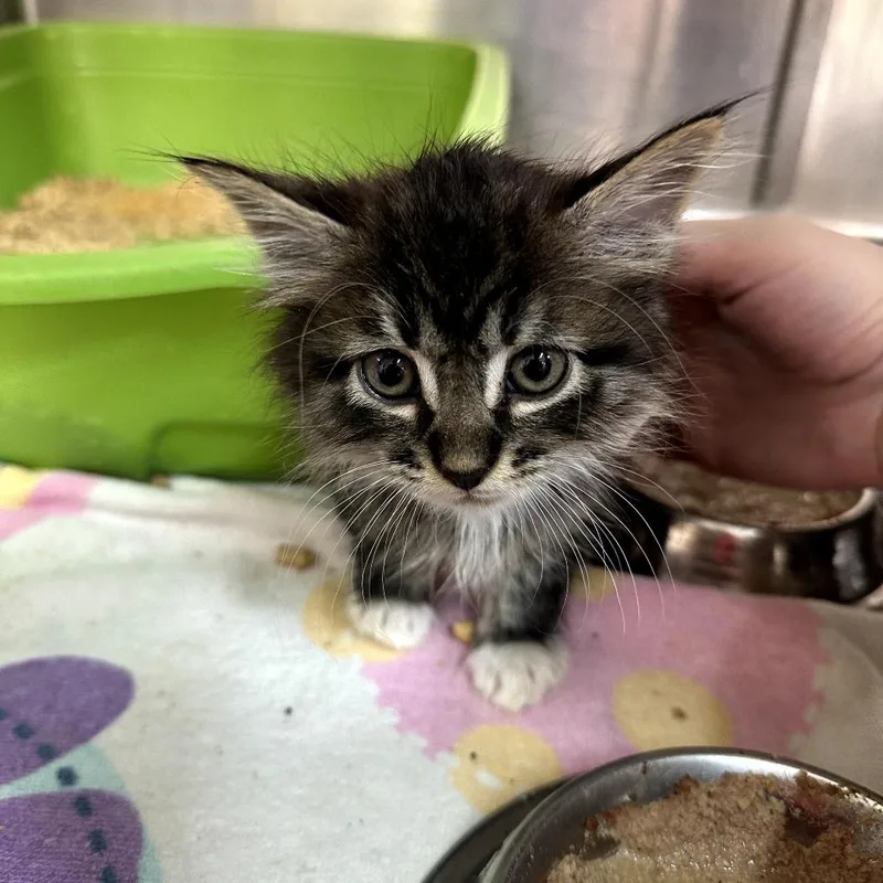 A baby small-sized male Brown / Chocolate Domestic Short Hair cat named Cummerbund for adoption in Leander, TX