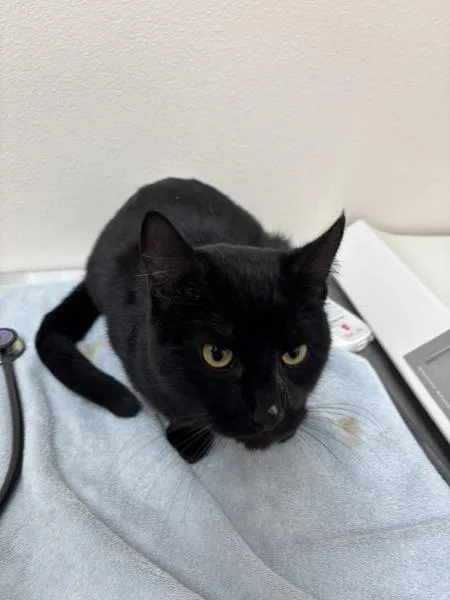 An adult small-sized male Domestic Short Hair cat named Mothman for adoption in Sherwood, OR