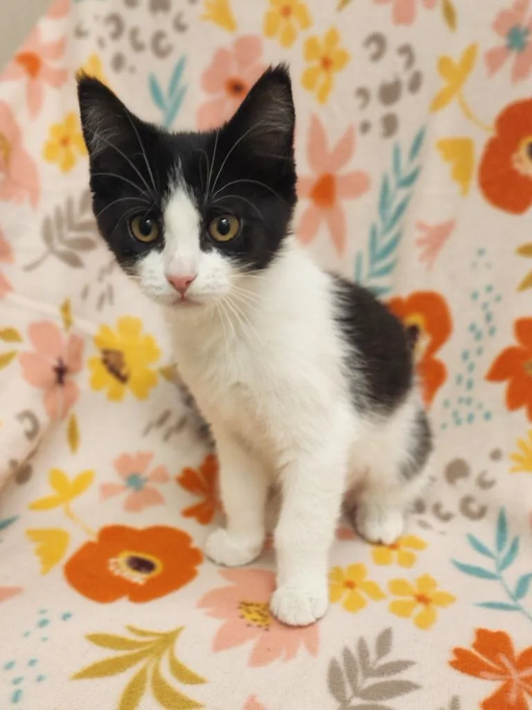 A baby medium-sized female Domestic Short Hair cat named Sasha for adoption in Superior, WI