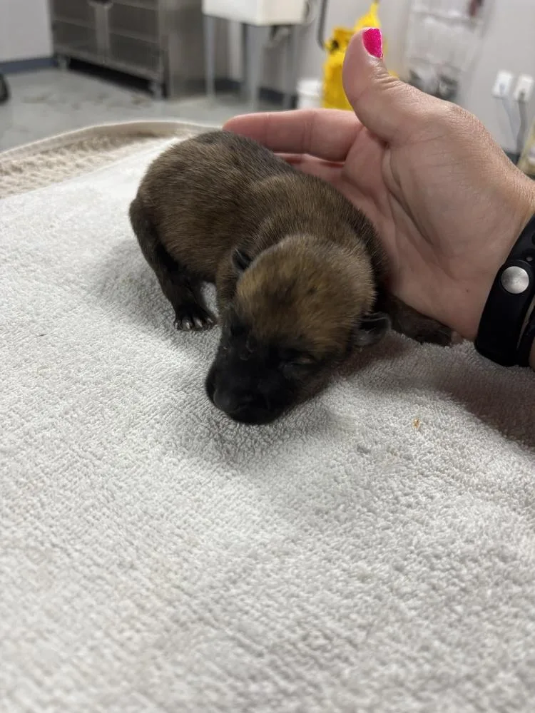 A baby small-sized male Belgian Shepherd / Malinois dog named High Octane Nitro Located for adoption in Imlay City, MI