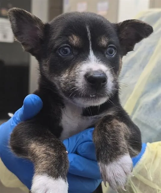 A baby small-sized male Australian Cattle Dog / Blue Heeler dog named A for adoption in Tucson, AZ