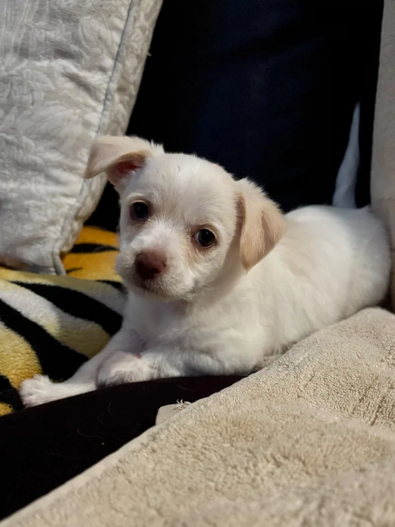 A baby small-sized female Chihuahua dog named Atreyu for adoption in Discovery Bay, CA