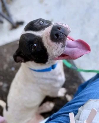 An adult large-sized male Pit Bull Terrier dog named Bellingham for adoption in Washington, DC