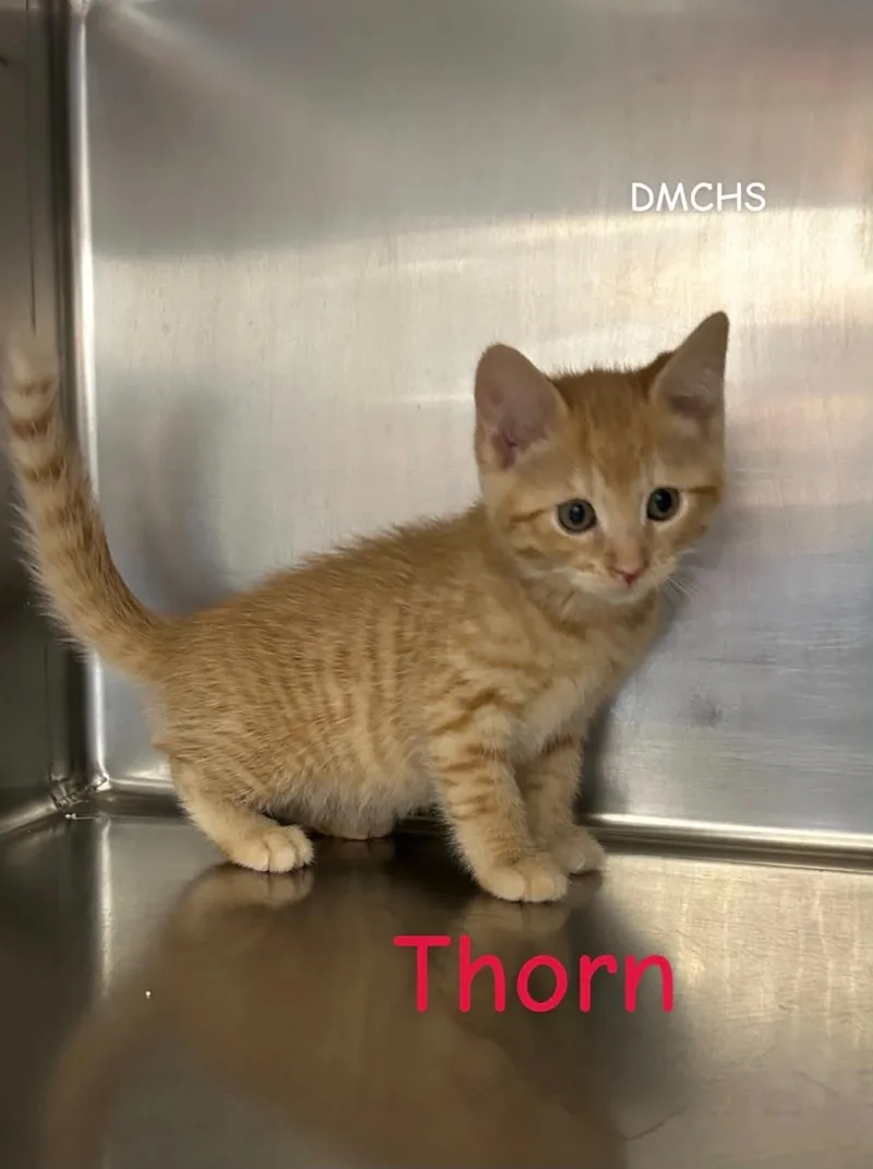 Thorn