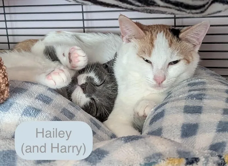 A baby small-sized female Orange & White Domestic Short Hair cat named Hailey for adoption in Chalfont, PA