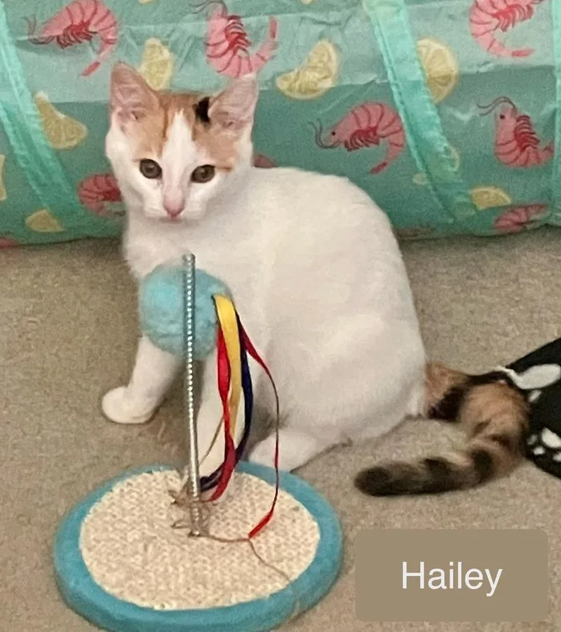 Hailey thumbnail 2