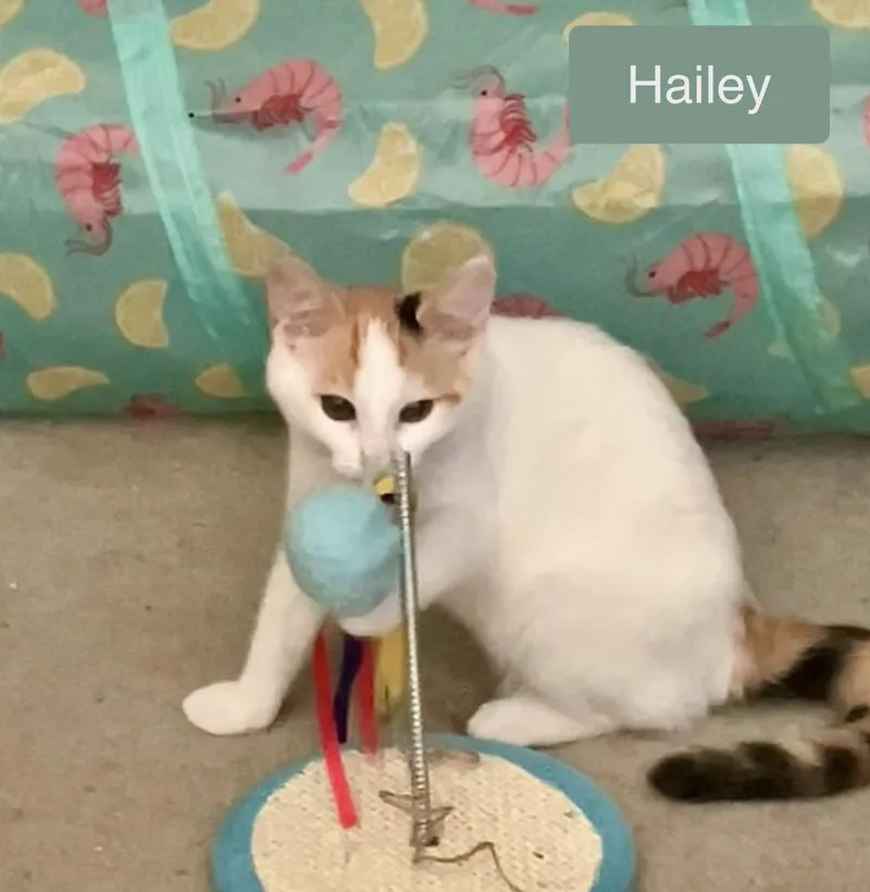 Hailey thumbnail 3
