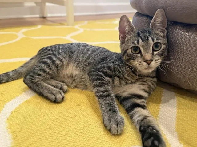 A baby medium-sized male Domestic Short Hair cat named Burger for adoption in Fairfax, VA