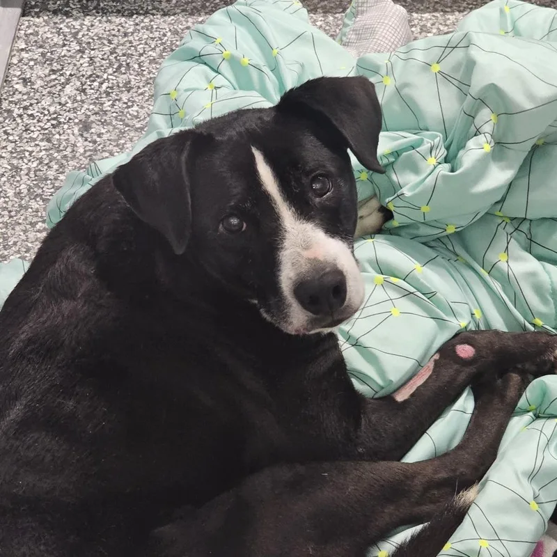 A senior medium-sized female Mixed Breed dog named Duchess for adoption in Nashville, TN