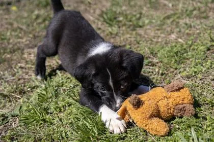 A baby small-sized female Mixed Breed dog named Spider for adoption in West Chester, PA