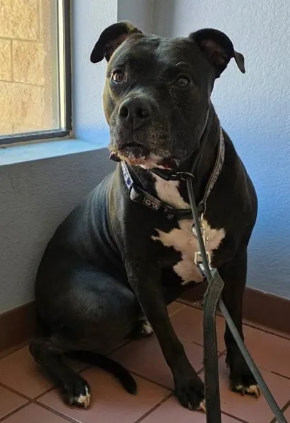 Stray Hold Copper
