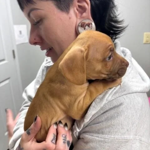 A baby medium-sized female Boxer dog named Happy for adoption in Corsicana, TX
