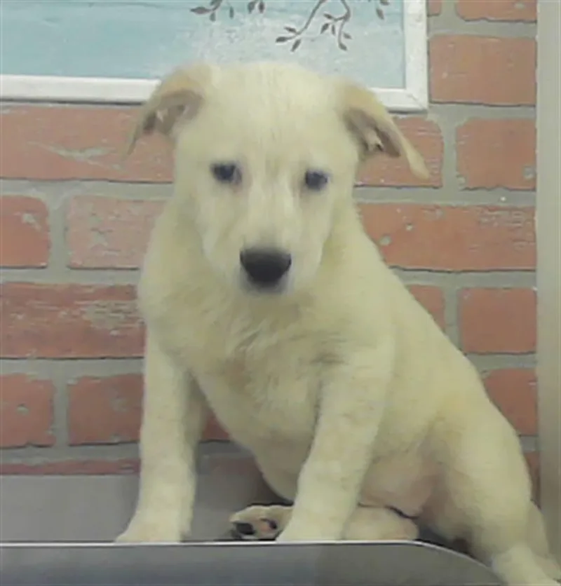 A baby small-sized female Labrador Retriever dog named Hidalgo for adoption in Houston, TX