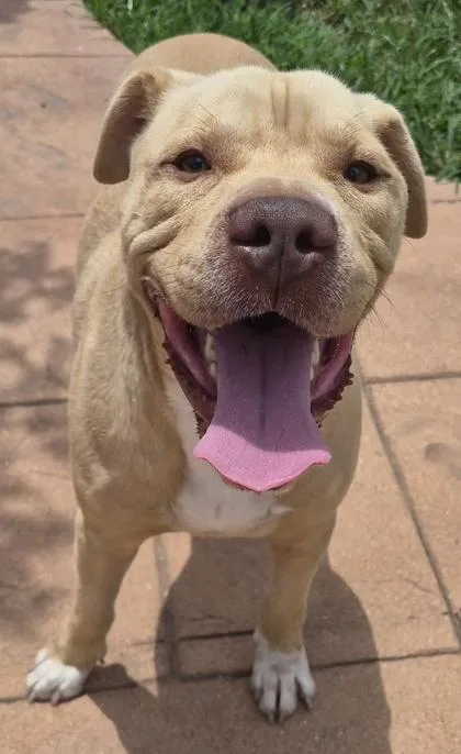 Mayor