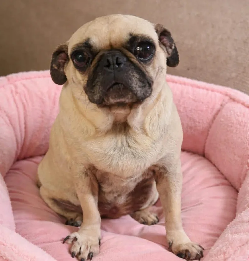 An adult small-sized female Apricot / Beige Pug dog named Queen for adoption in Graham, WA