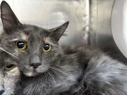 An adult medium-sized female Gray / Blue / Silver Domestic Long Hair cat named Teresa for adoption in El Paso, TX