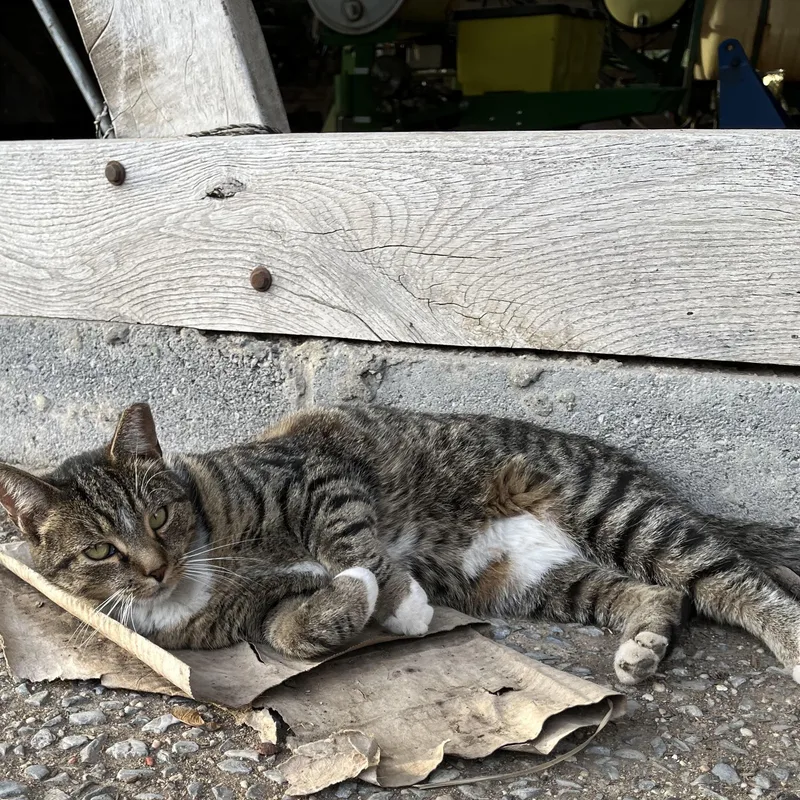 An adult medium-sized female Tabby (Tiger Striped) Domestic Short Hair cat named Gina for adoption in Glen Lyon, PA