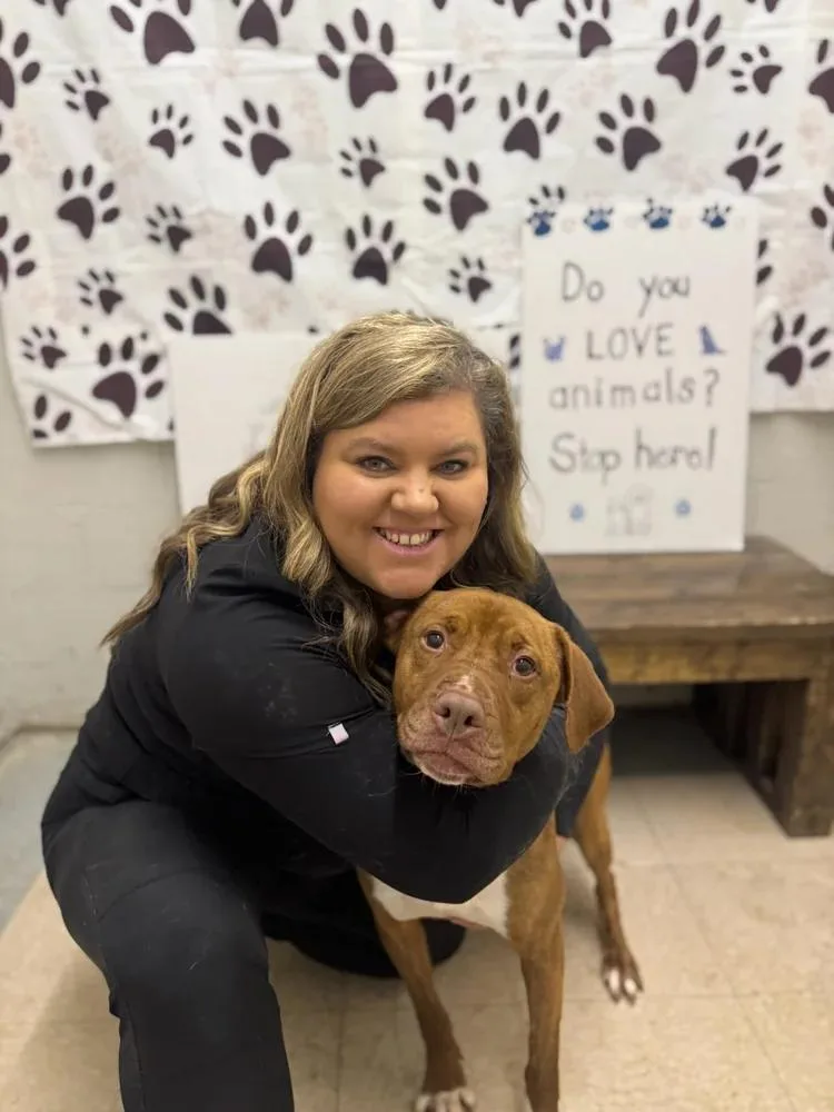 An adult medium-sized male Golden American Staffordshire Terrier dog named Clyde for adoption in Chuckey, TN