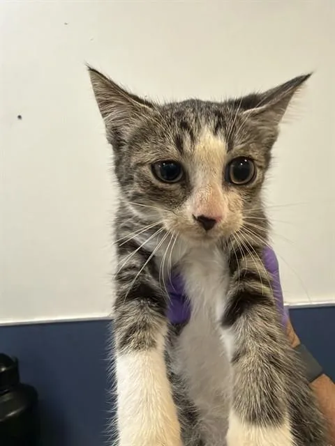A baby small-sized male Domestic Short Hair cat named Marvin for adoption in Miami, FL